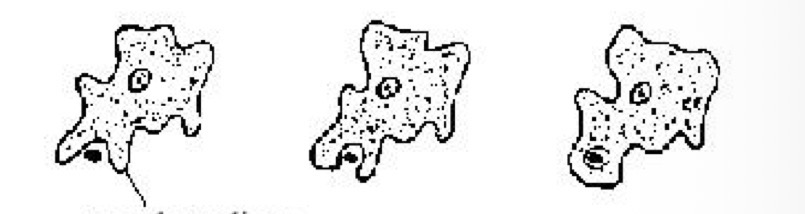 <p>The ameboid protozoa flowing extensions of the body is called</p>