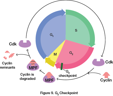 <ul><li><p>Occurs at the <strong>G2/M transition</strong></p></li><li><p>Checks for:</p><ul><li><p><strong>DNA integrity</strong> (is any of the DNA damaged?)</p></li><li><p><strong>DNA replication </strong>(was the DNA completely copied in the S phase?)</p></li></ul></li><li><p>If errors or damage are detected, the cell will pause the cycle here and try to repair the damage or complete replication</p></li><li><p>If the damage is irreparable, then the cell may undergo <strong>apoptosis</strong> (programmed cell death) to prevent the damaged DNA from being passed on.</p></li><li><p><strong>Triggered by MPF</strong></p></li></ul>