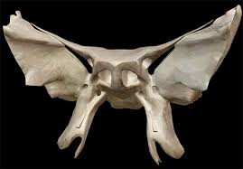 <p>A bone located at the base of the skull, shaped like a butterfly. sinus cavity</p>