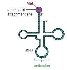 <p>Amino acid attaches at 3’ end</p><p>Anticodon at second loop</p>