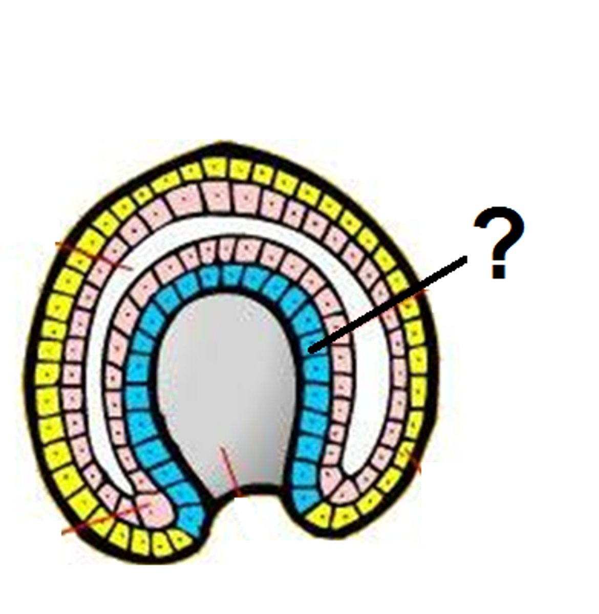 <p>the inner germ layer that develops into the lining of the digestive and respiratory systems</p>