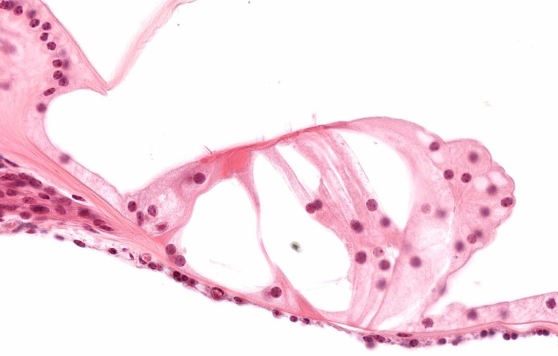 <p>Identify!</p>