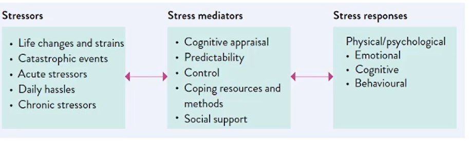 The Process Of Stress