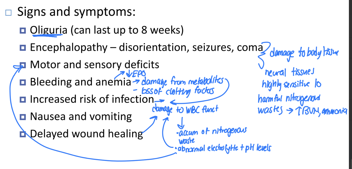 <ul><li><p>Oliguria (can last up to 8 weeks)</p></li><li><p>Encephalopathy – disorientation, seizures, coma</p></li><li><p>Motor and sensory deficits</p></li><li><p>Bleeding and anemia → decreased EPO</p></li><li><p>Increased risk of infection</p></li><li><p>Nausea and vomiting</p></li><li><p>Delayed wound healing</p></li></ul><p></p>