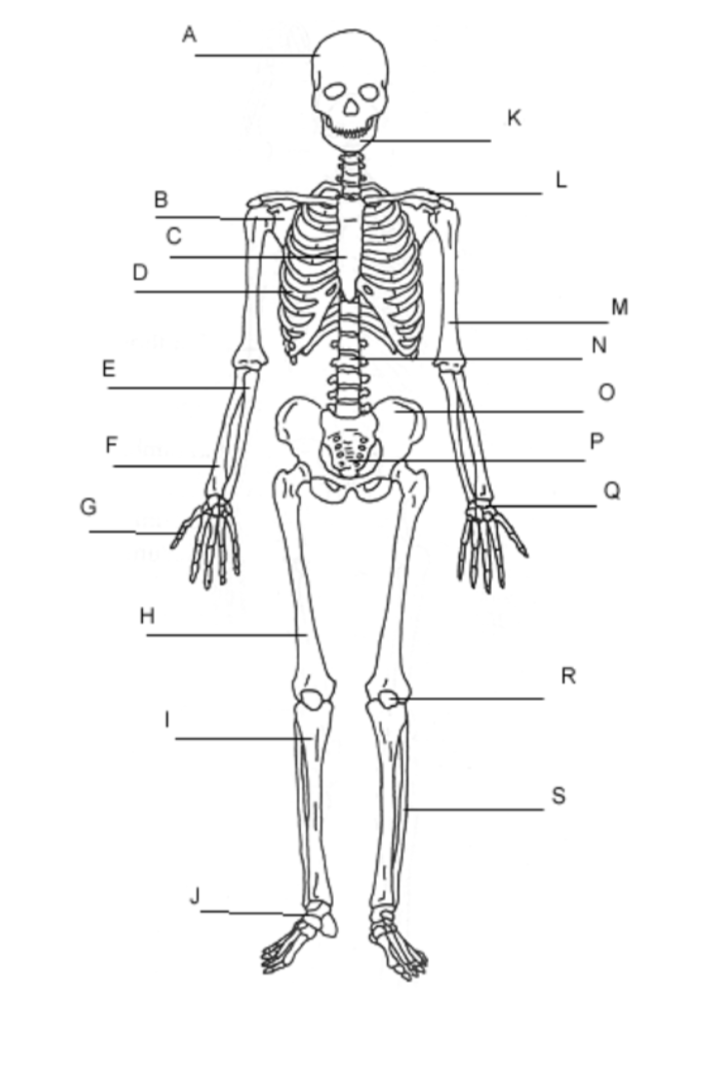 <p>name the bones</p>