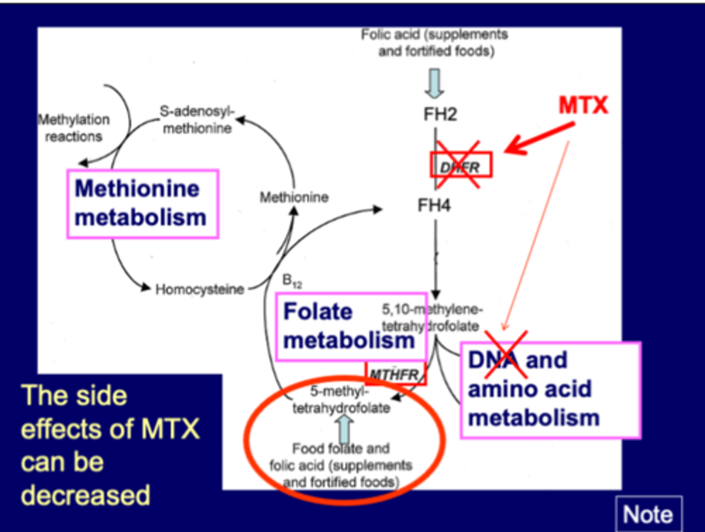 <p>DHFR-makes active form FH4 (from FH2)<br>coupled with B12<br><br>MTX inhibits DHFR, blocks up and downstream<br>goal is to knock out DNA nucleotide biosynthesis<br>knocks out many others too<br>can provide alternative form of tetrahydrofolate <br>-from food or supplement, alternative form of folic acid<br>-5-meythl form</p>