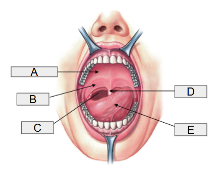 <p>B</p>