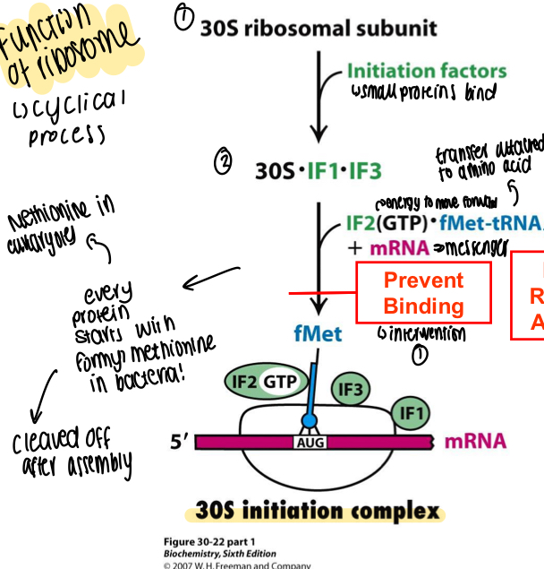 <p>30S ribosomal subunit acted on by initiation factors (small proteins) to become 30S + subunits, energy is added along with the tRNA and mRNA to form the initiation complex of methionine </p>