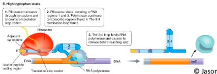 <p>High tryptophan levels</p><ol><li><p>With lots of tryptophan present, ribosome () trp codons then a stop codon</p></li><li><p>Ribosome stops and physically covers region ()</p></li><li><p>This allows () loop to form</p></li><li><p>() loop releases RNA polymerase before it can transcribe ()</p></li></ol><p></p>