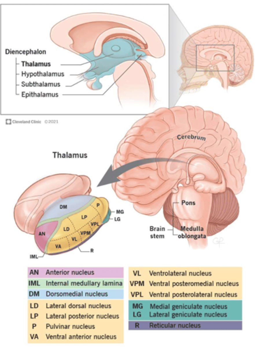 <p>1. ventral posterolateral nucleus (VPL)</p><p>2. ventral posteromedial nucleus (VPM)</p>