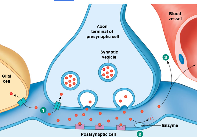 <p><u>three ways</u>:</p><ol><li><p>Take neurotransmitter back up into axon terminal</p></li><li><p>Break neurotransmitter down with an <strong>enzyme</strong></p></li><li><p>Neurotransmitters <strong>diffuse </strong>out of synaptic cleft</p></li></ol>