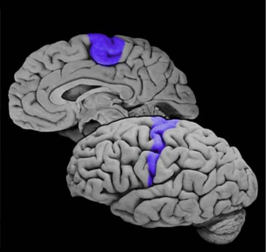 <p>Primary motor cortex</p>