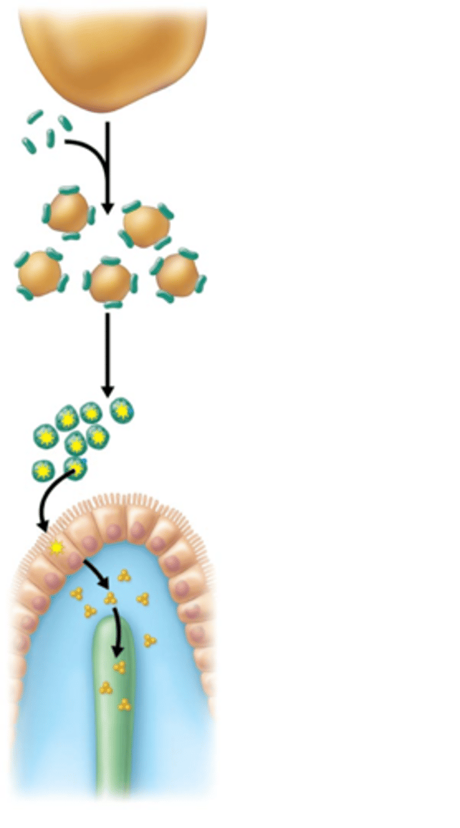 <p>Occurs when bile breaks big blobs of fat into smaller fat droplets</p>