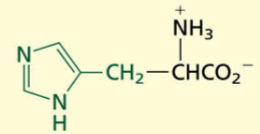 <p>Basic</p><p>POLAR→ positive charge</p>