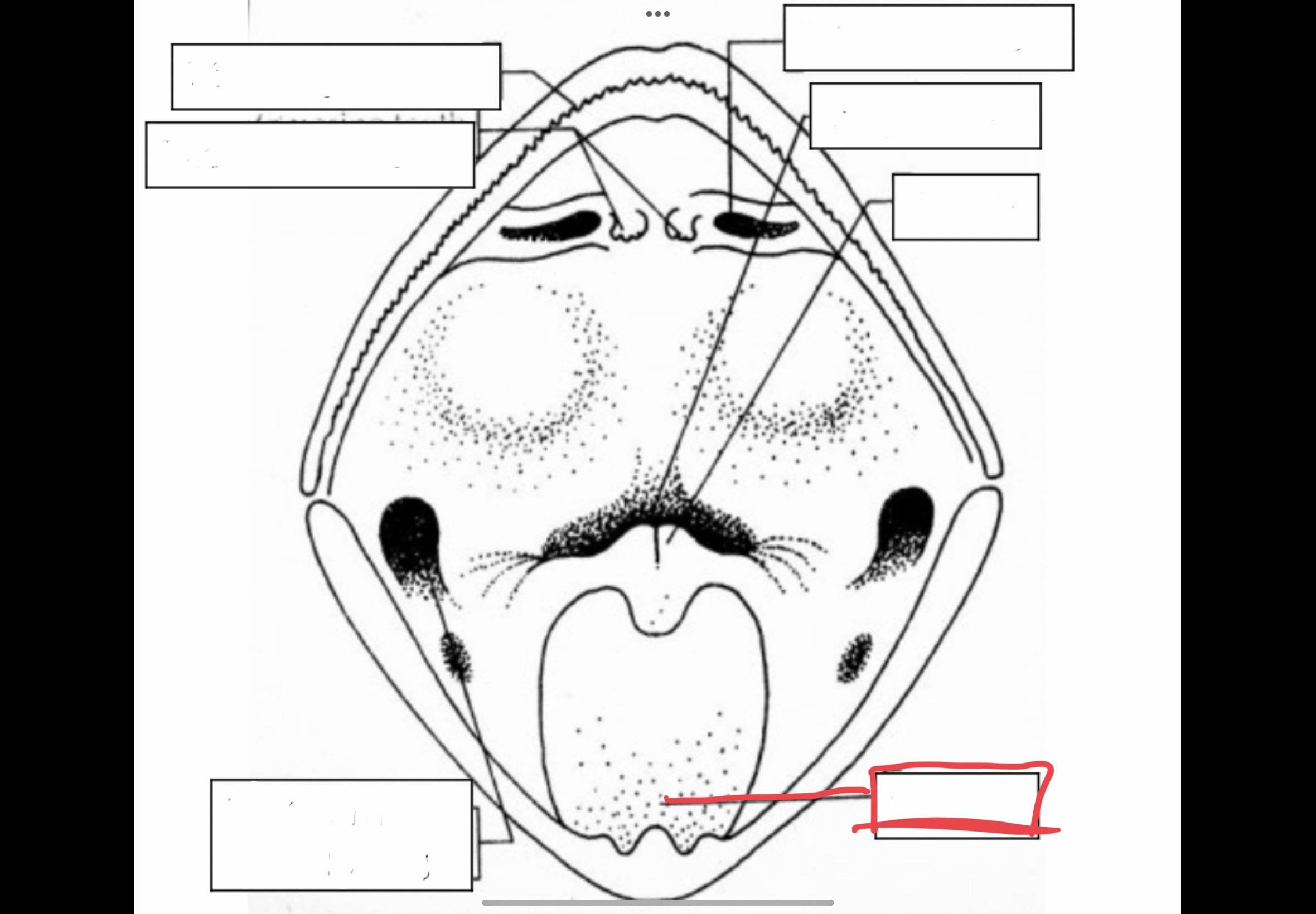 <p>Muscular structure attached tot he front of the mouth which can be extended</p>