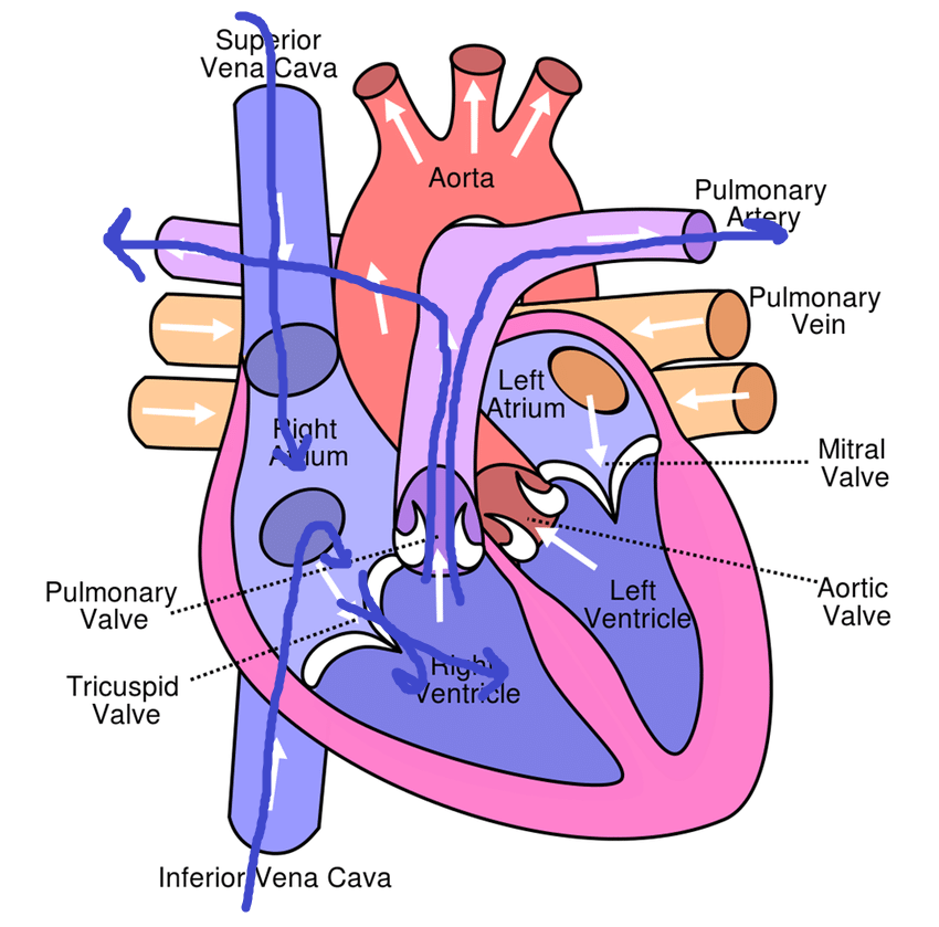 <p>It enters from the inferior and superior vena cava, which fills the right atrium. This blood is then pumped into the right ventricle (passing the tricuspid valve). It then passes through the semilunar pulmonary valve to enter the pumonary artery.</p>