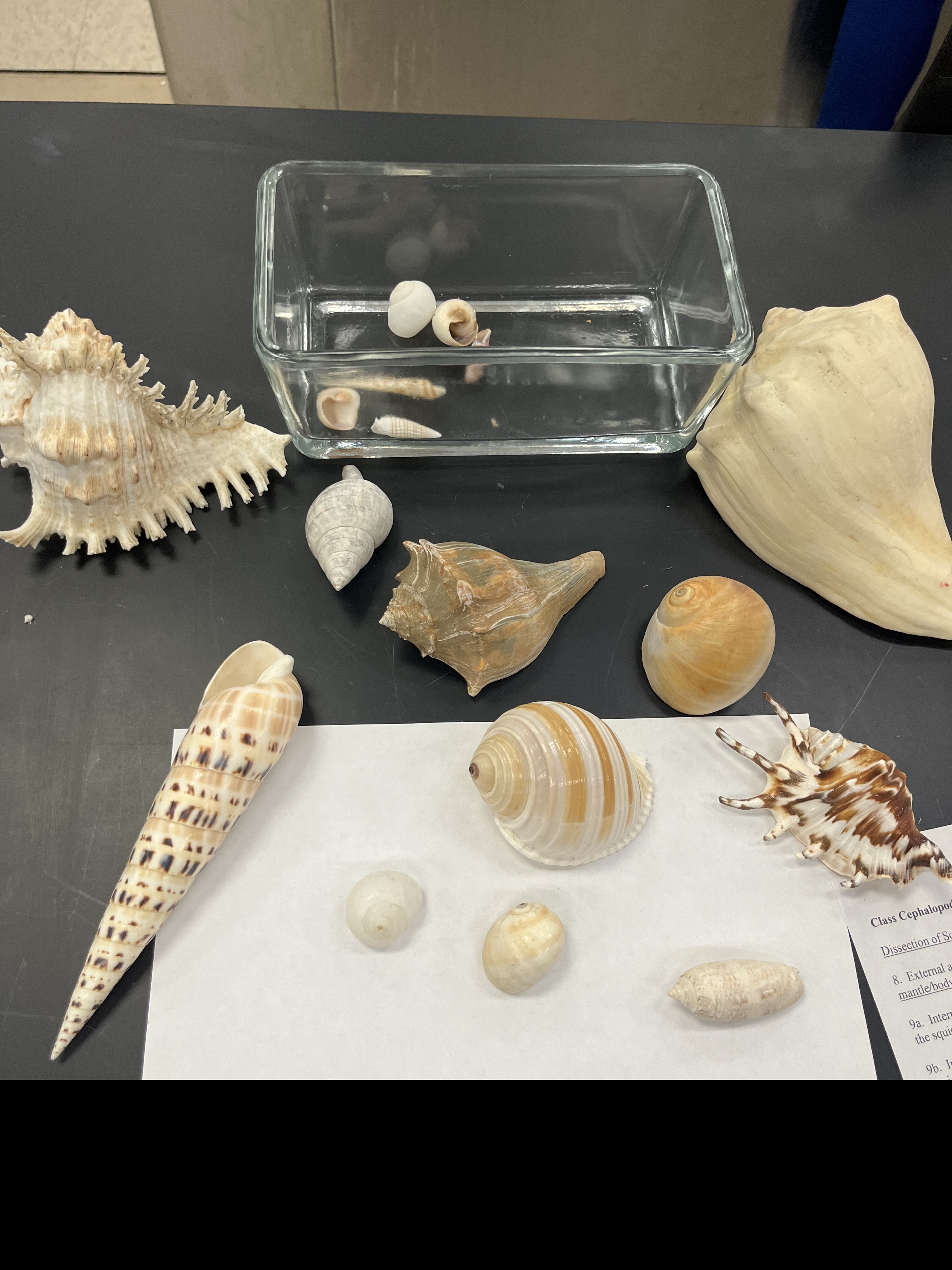 <p>What type of shells are these?</p>