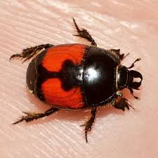 <p>small rounded lookin</p><p>flat</p><p></p>