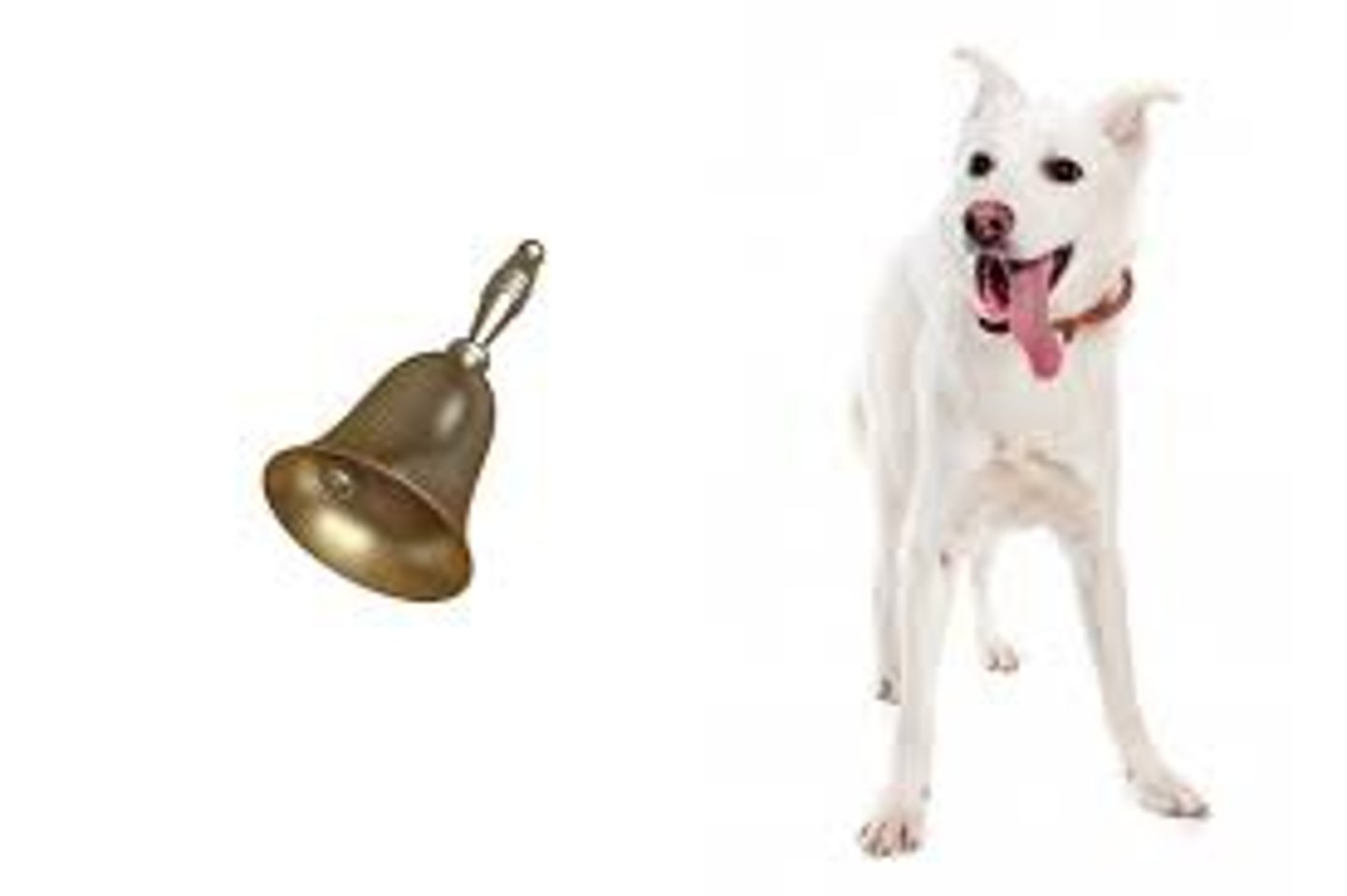 <p>occurs as an automatic response to some stimulus</p>