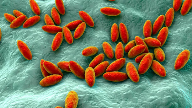 <p>Short round rod shaped bacteria</p>