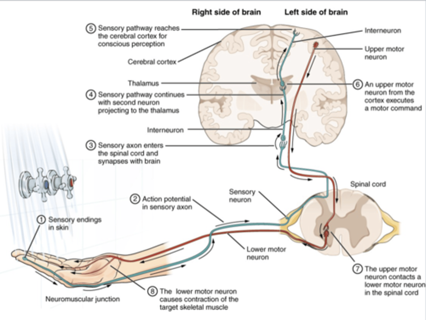 <p>you must have</p><p>-reception: somatosensory receptors (detection of stimulus)</p><p>-transmission: afferent neurons (fired and sent to PNS and then CNS)</p><p>-interpretation: sensory cortex (brain receives and interprets the data)</p>