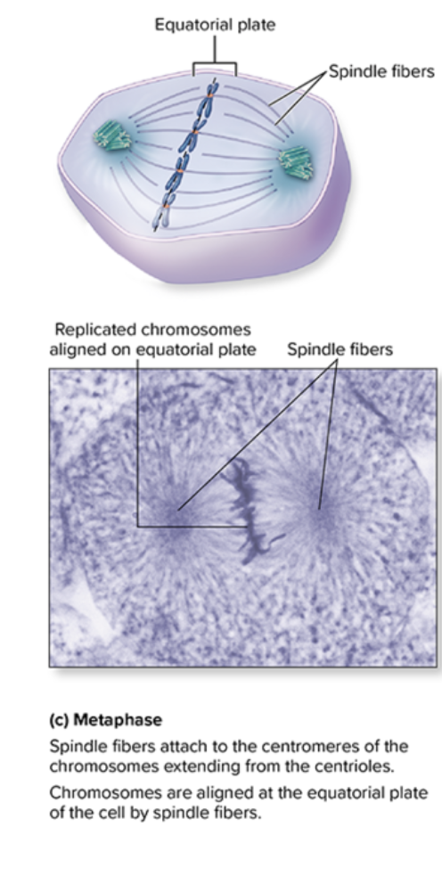 <p>Metaphase </p>