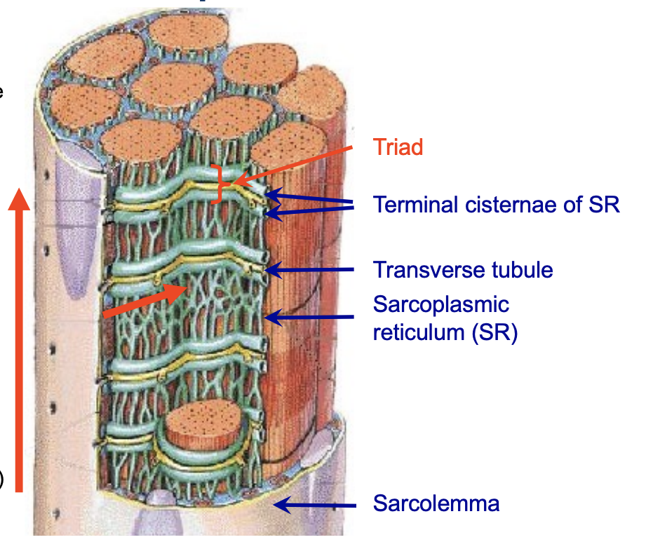 <ul><li><p>Muscle fibre depolarization starts at the motor end plate</p></li><li><p>Action potential (AP) transmitted along the sarcolemma</p></li><li><p>AP descends into the fibre via the T-tubules</p></li><li><p>Depolarization of the Ttubule membrane</p></li><li><p>Ca2+ channels open in the SR cisternae</p></li><li><p>Rapid release of Ca2+ from sarcoplasmic reticulum (SR)</p></li></ul><p><strong>WHY</strong>:</p><ul><li><p>because it triggers the release of calcium ions, which are the key initiators of the contraction process</p></li></ul><p></p>