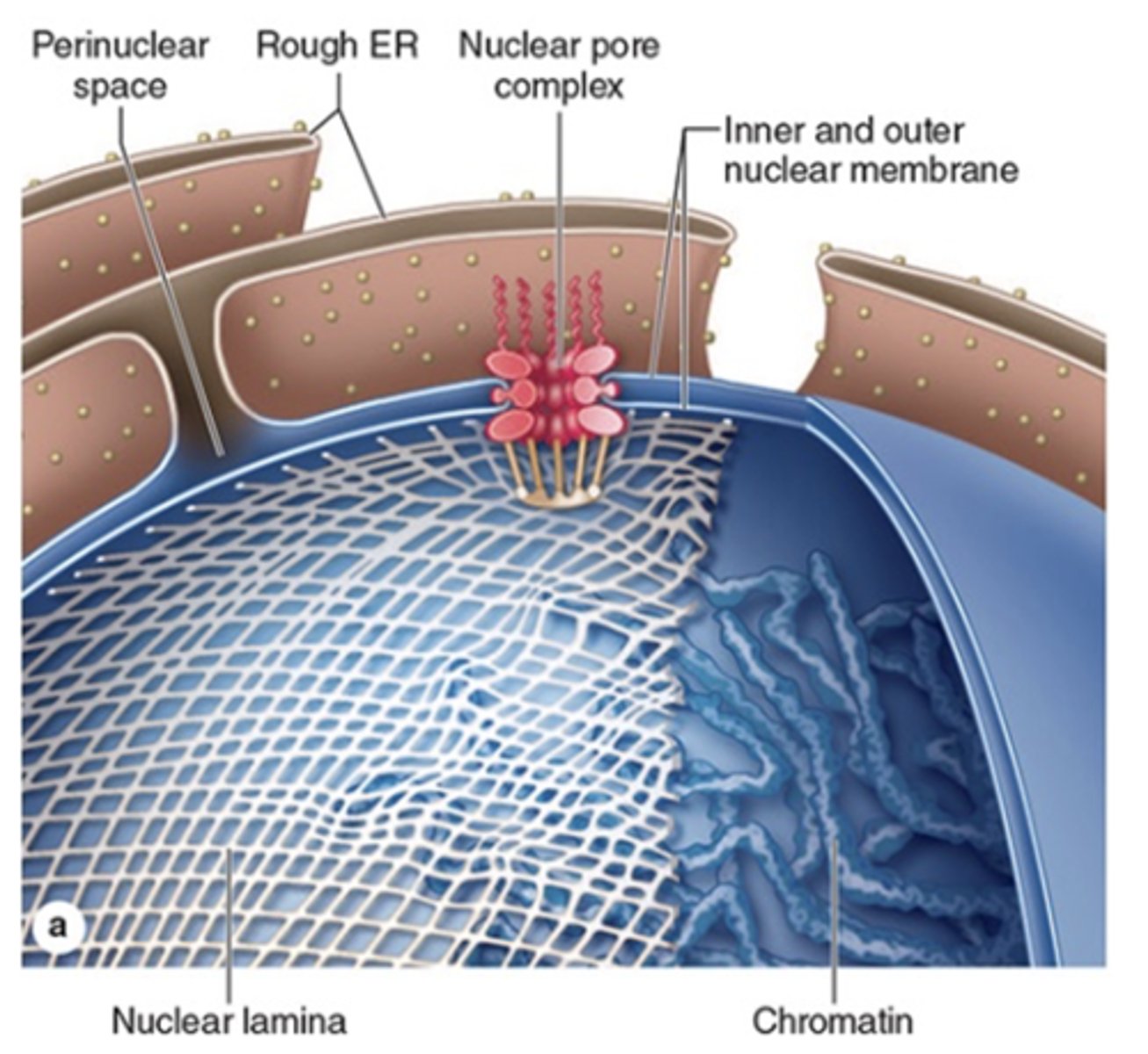 <p>What proteins make up the nuclear lamina and what are they associated with?</p>