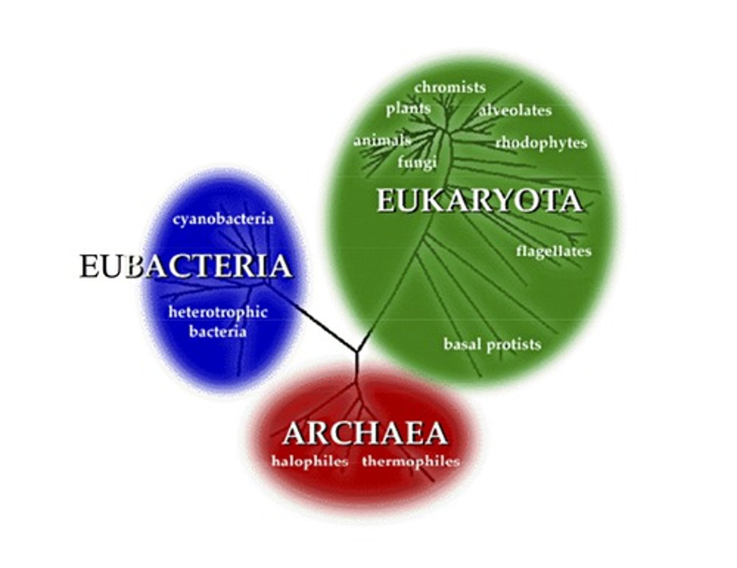 <p>Contribution: Created Three Domain System</p><p>Why it matters: Modern classification (Bacteria, Archaea, Eukarya)</p><p>Extra detail: Used rRNA comparisons</p>