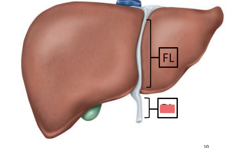 <p>remnant of umbilical vein (carried O2 rich blood from placenta)</p>