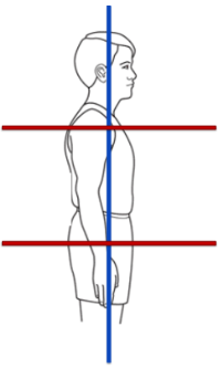 <ul><li><p>the frontal plane</p></li><li><p>abduction/adduction, elevation/depression, lateral flexion, ROLL</p></li></ul><p></p>