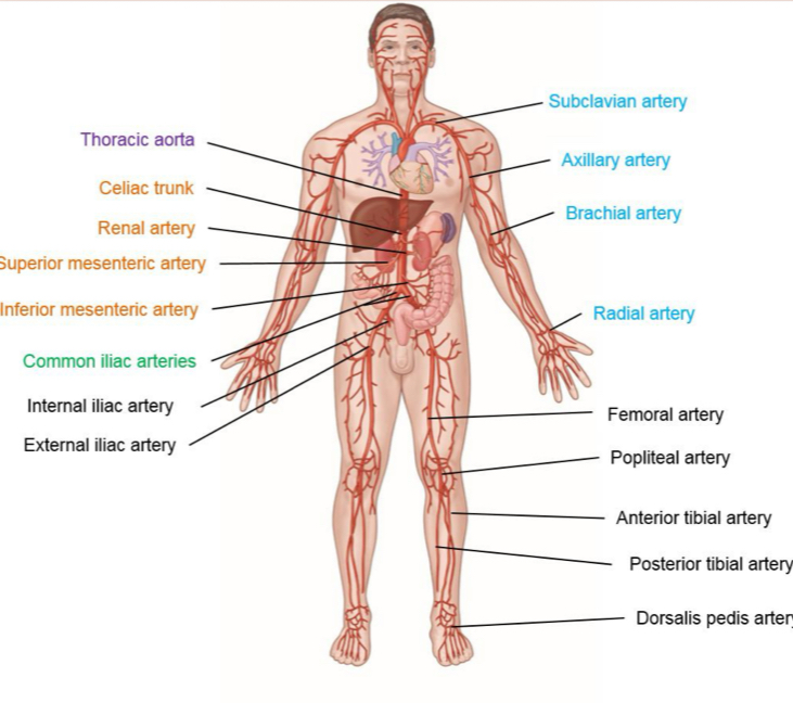 <p>Be able to identify the arteries listed on slide 10</p>