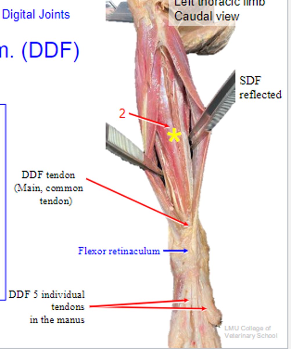 <p>Review: deep digital flexor</p>
