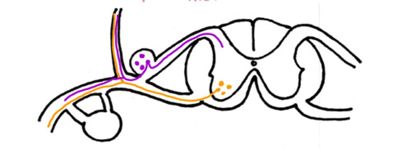 <p>What neuron is on the ventral aspect</p>