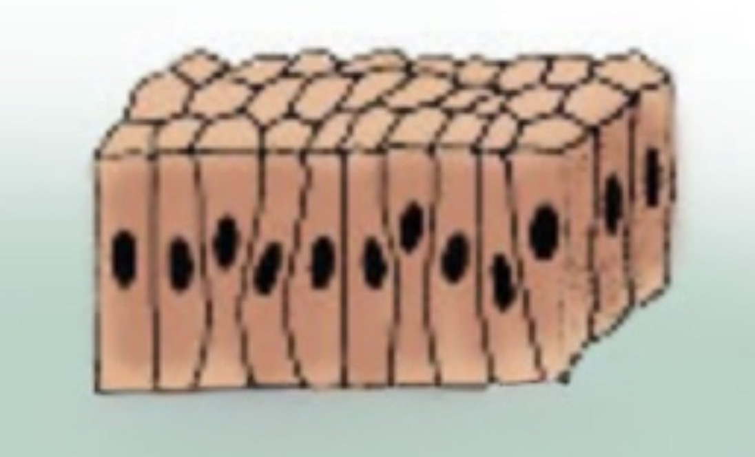 <p>What type of epithelium is this?</p>