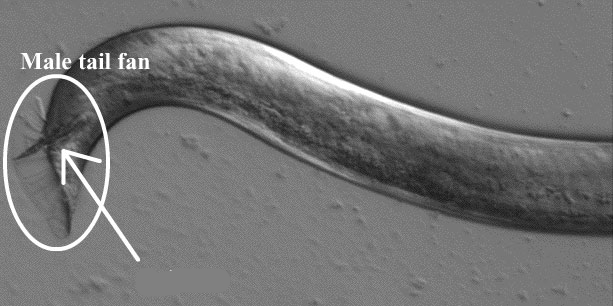 <p>assist penetration and anchor the male during mating</p>