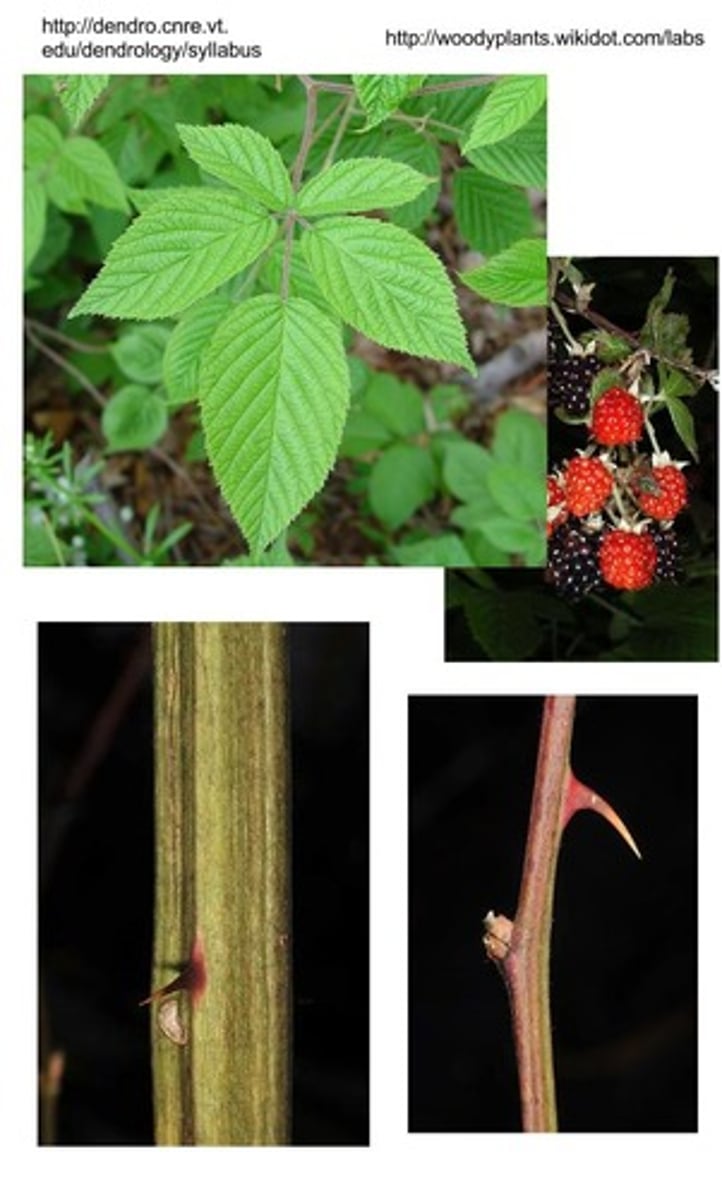 <p>Allegeny Blackberry</p>