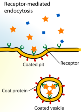 <p>substances bind to receptors in order to absorb</p>