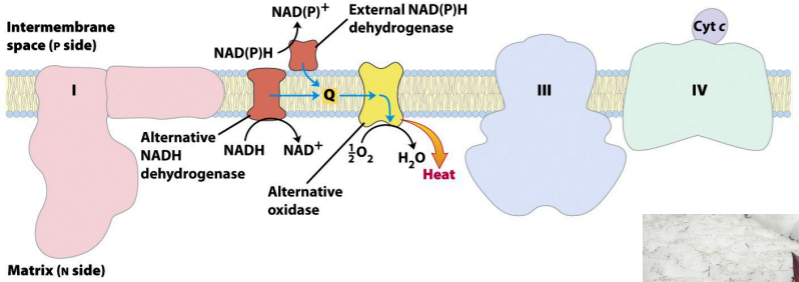 <p>Electron carriers of the inner membrane of plant mitochondria. Electrons can flow through Complexes I, III, and IV, as in animal mitochondria, or through plant-specific alternative carriers by the paths shown with blue arrows.</p><p>Anything that moves electrons without forming ATP is going to GENERATE HEAT. </p><p>This system sends the HYDROGENS almost DIRECTLY to OXYGEN. That’s just like a H-BOMB or firing a ROCKET to the MOON.</p><p>MOST of the H/e are taking the NORMAL PATHWAY. Just a few are ALLOWED to take this ALTERNATIVE PATH via Q. </p>