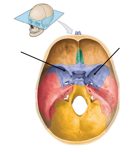 <p>Cranial and Facial bones</p>