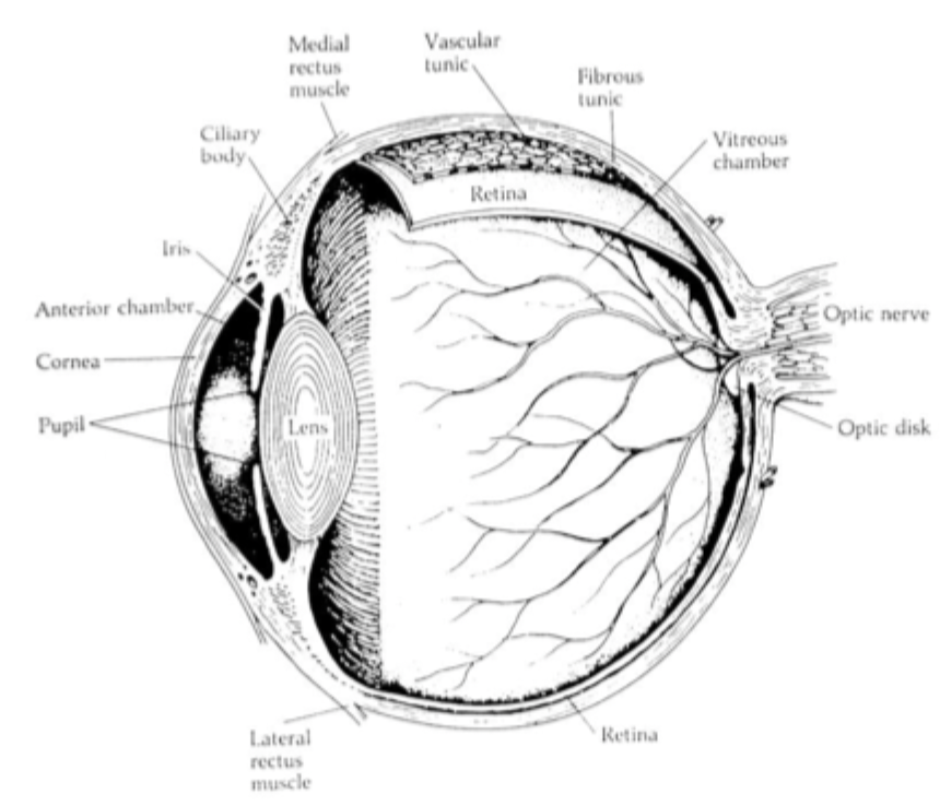<p>Choroid (vascular tunic)</p><ul><li><p>eye’s blood supply, provides nutrients to keep tissue alive and discards waste</p></li><li><p>doesn’t cover the whole eye </p></li><li><p>Fluid is in the anterior and posterior chambers which reaches cornea and lens </p></li></ul><p></p>