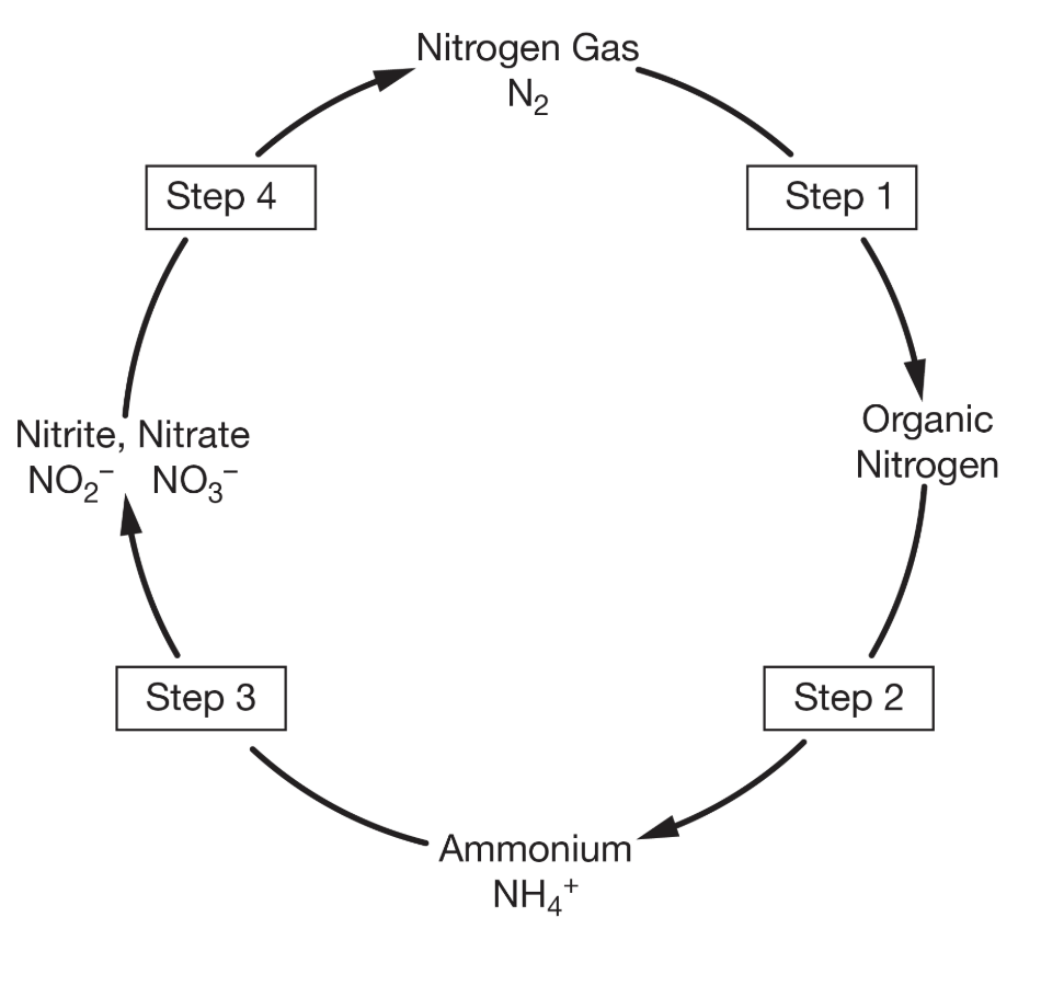 <p>In the nitrogen cycle illustrated above, nitrification occurs in which of the following steps?</p><p><strong>A</strong></p><p class="choice_paragraph">Step 1</p><p><strong>B</strong></p><p class="choice_paragraph">Step 2</p><p><strong>C</strong></p><p class="choice_paragraph">Step 3</p><p><strong>D</strong></p><p class="choice_paragraph">Step 4</p>