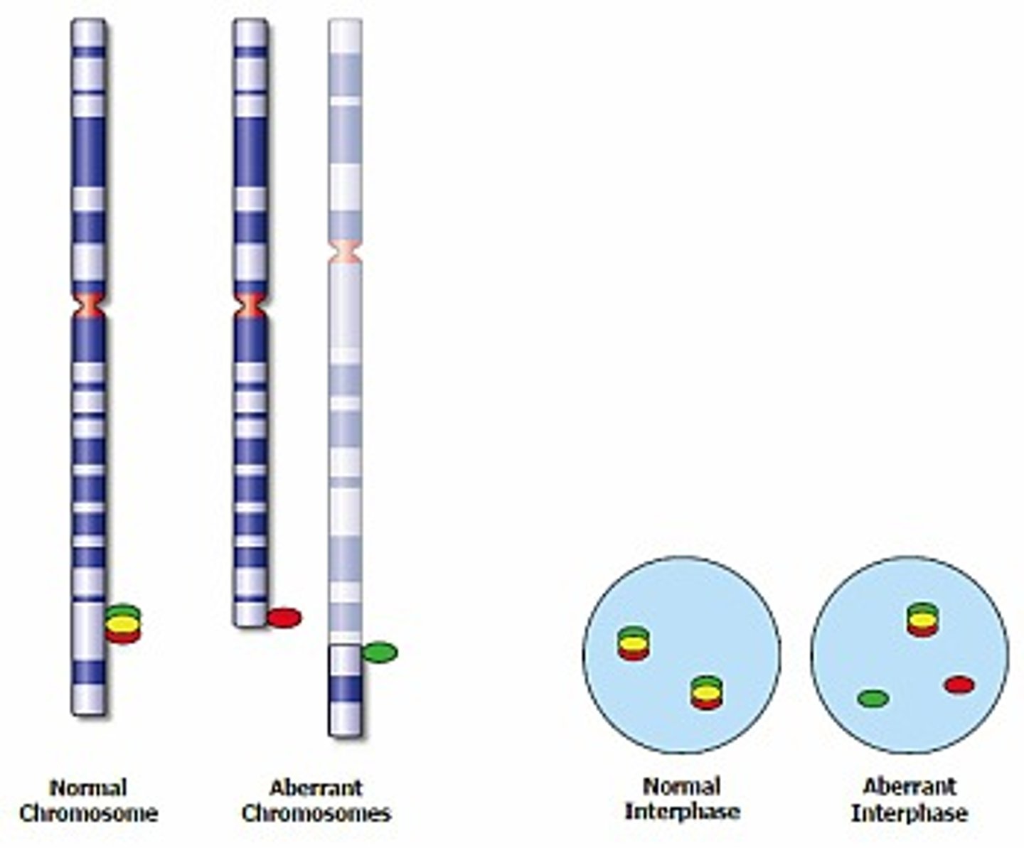 <p>With break apart probes a single normal signal is "broken" into 2 separate (separated by space) different colored signals.<br><br>It is useful when there is a gene that is more promiscuous and involved in several different translocations.<br><br>In normal cells two sets of red/green-fused signals (representing the two alleles) will be visible. In an abnormal diploid cell, in which one allele has been split by a translocation, a separated red and green signal will be visible in addition to the normal fused signal.</p>