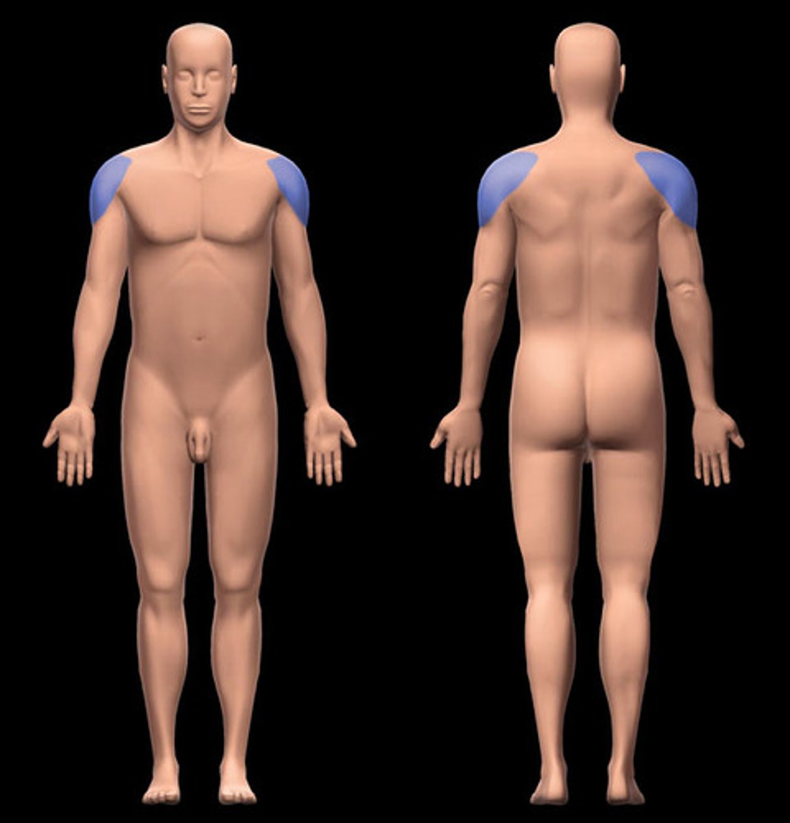<p>shoulder</p>