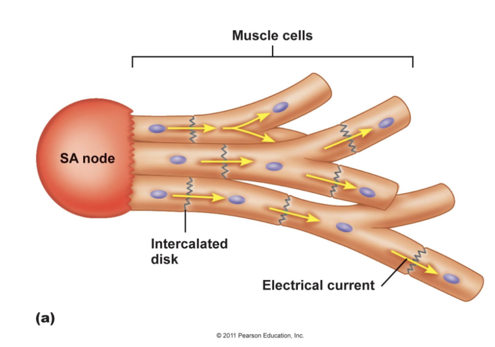 <p><strong>CARDIAC MUSCLE&nbsp;</strong></p><ul><li><p><span style="color: green;"><strong>Yes →&nbsp;</strong></span><span style="color: green;"><strong>Pacemaker cells</strong>: non-contractile cells taht spontaneously depolarize&nbsp;</span></p><ul><li><p>Initiate depolarization of entire heart&nbsp;</p></li><li><p>Do not need nervous system stimulate&nbsp;</p></li></ul></li></ul><p><strong>SKELETAL MUSCLE&nbsp;</strong></p><ul><li><p><span style="color: red;"><strong>No → </strong>Needs the <strong>nervous system stimulation&nbsp;</strong></span></p></li></ul><p></p>