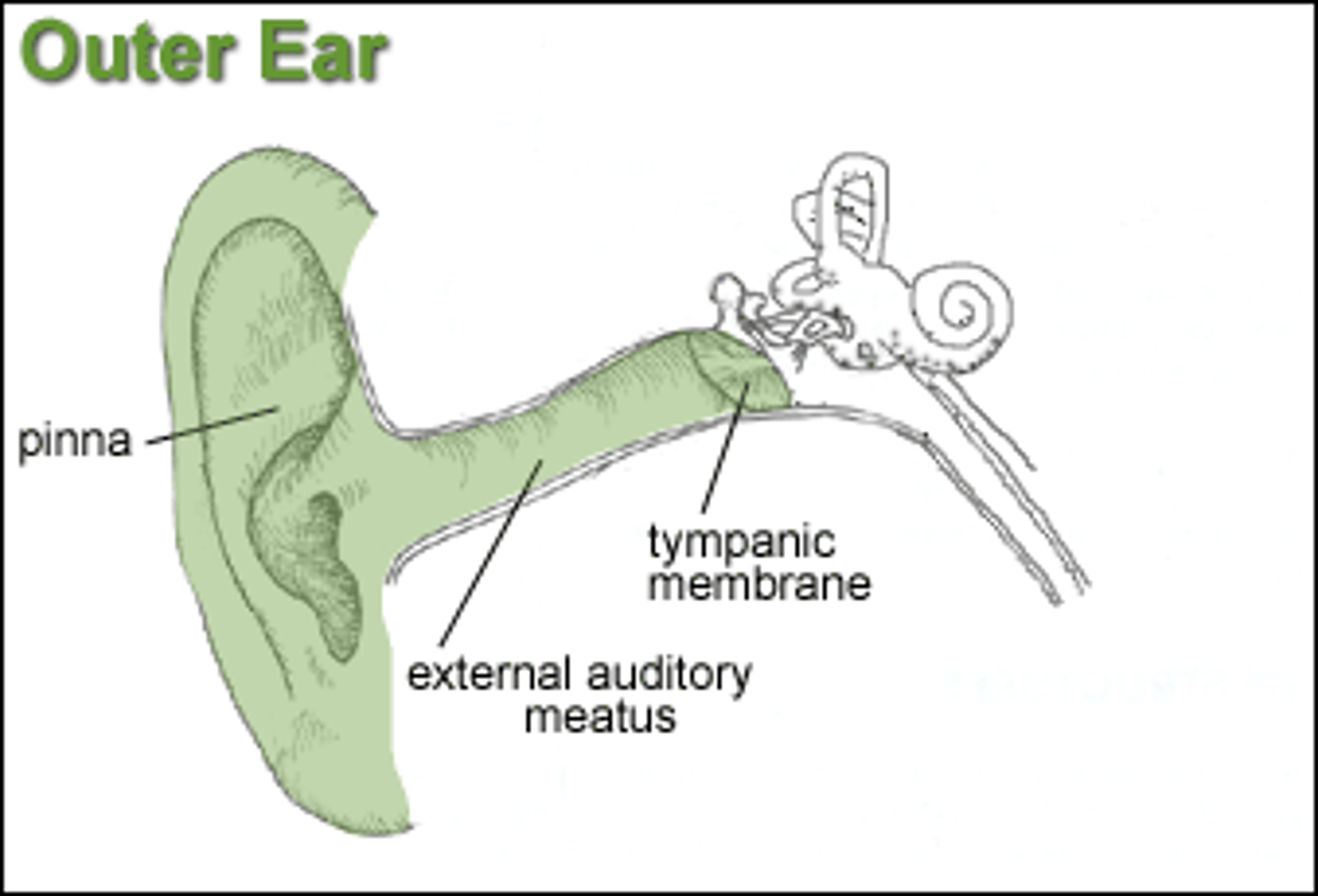 <p>Pinna</p><p>-Gathers sound waves and directs them into the auditory canal</p><p>Auditory Canal</p><p>-Directs sound waves to the lymphatic membrane (ear drum)</p>