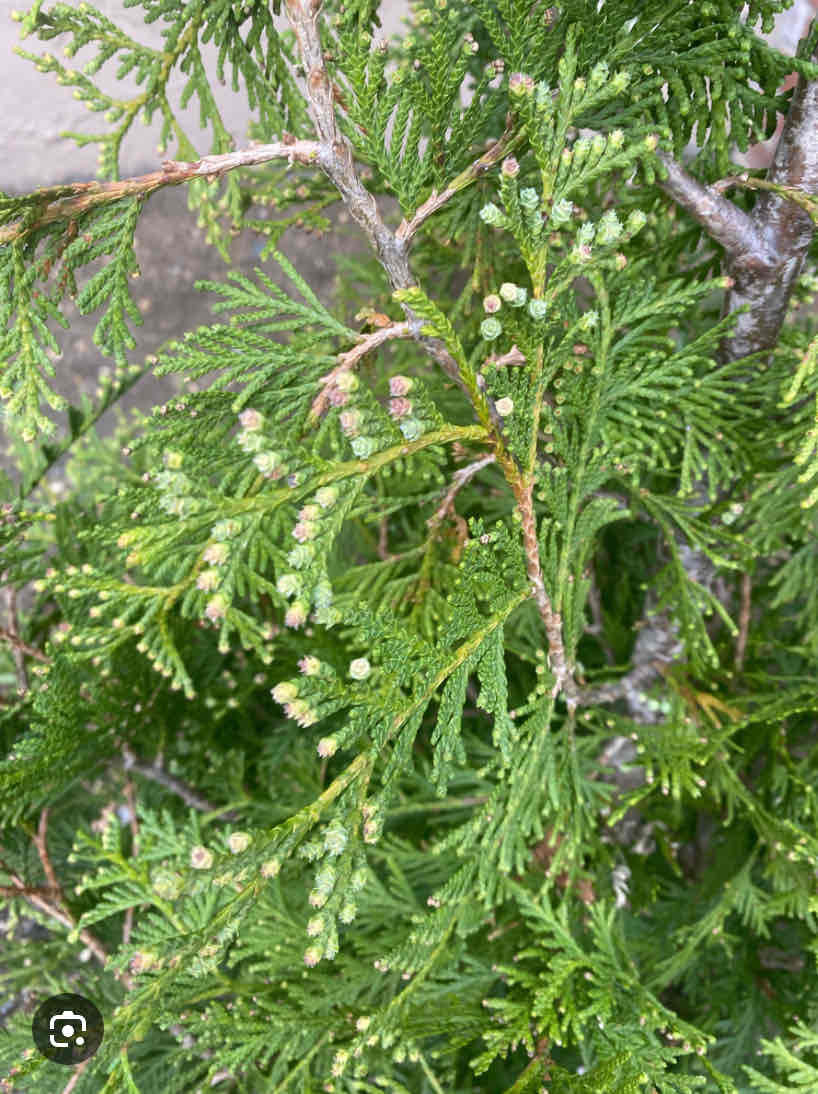 <p>Thuja ‘Green Giant’ Green Giant cedar, Cupressaceae</p>