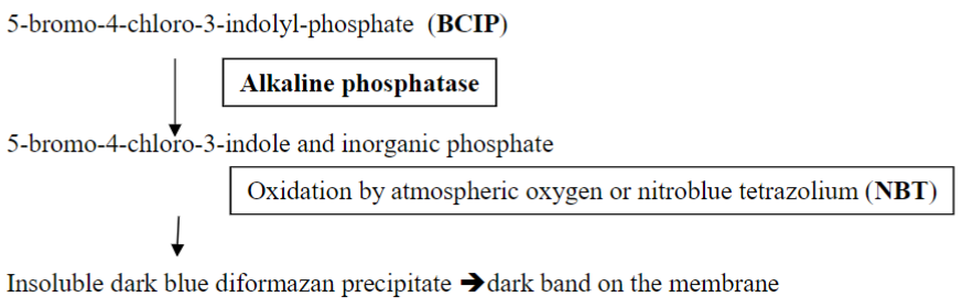 <p>BCIP (5-bromo-4-chloro-3-indolyl-phosphate) which is a substrate of alkaline<br>phosphatase in conjunction with NBT (nitroblue tetrazolium) for the color detection of alkaline phosphatase activity (a purple-grey color on the filter).</p><ul><li><p> BCIP (5-bromo-4-chloro-3-indolyl-phosphate) is a substrate of alkaline phosphatase in conjunction with NBT (nitroblue tetrazolium)</p></li></ul><p></p>