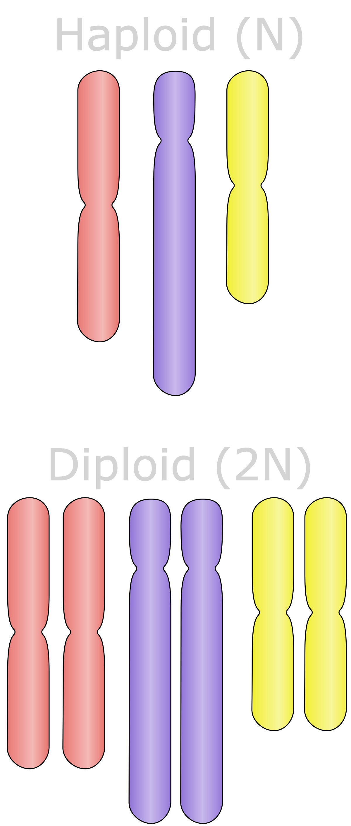 <p>ploidy </p>