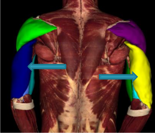 <p><strong>origin:</strong> -long head: scapula</p><p>-lateral head: posterior humerus</p><p>-medial head: posterior humerus</p><p><strong>insertion: </strong>posterior olecranon process of ulna</p><p><strong>innervation:</strong> radial nerve (C6-C8)</p><p><strong>action: -extend forearm at elbow</strong></p><p>-long head: extend and adduct arm</p>